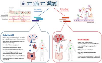 Alpha-Synuclein Strain Variability in Body-First and Brain-First Synucleinopathies